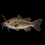 Bullhead