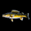 Walleye